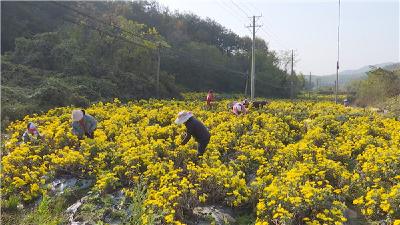 养蜂，喂牛，种茶，孝昌七里冲村产业扶起来了