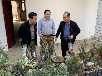 绿色产业助力乡村振兴