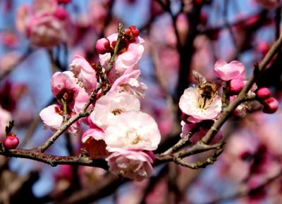 孟宗公园梅花开