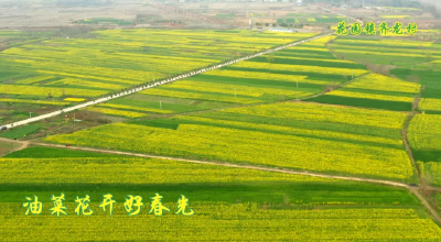 孝昌油菜花开了！绝美春光等你打卡！