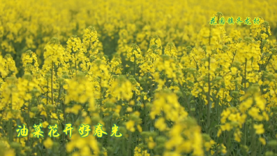 孝昌油菜花开了！绝美春光等你打卡！