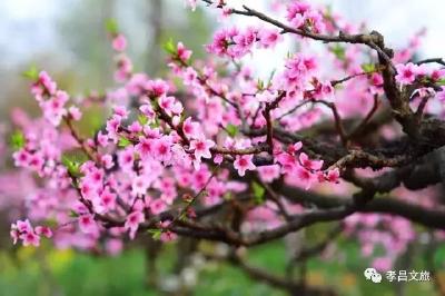 花开全城，孝昌赏花图鉴请收好！