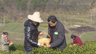 春茶采摘正当时，孝昌这位国家级农业专家来支招！