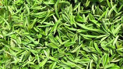观音湖“明前茶”，聚山水灵秀