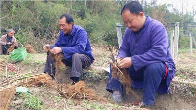 观音湖区会亭河村：发展村集体产业 带动群众共致富