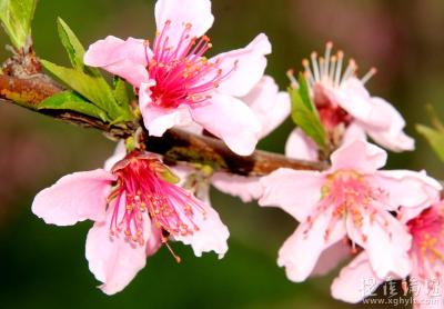 赏桃花、挖野菜！孝昌桥西林场果园，春游好去处