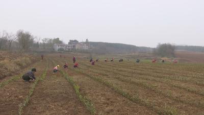 “安店茶园”再增500亩 产业基地在壮大