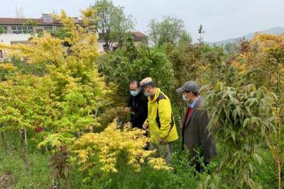 孝昌铁岗村：发展绿色产业 建设和美乡村