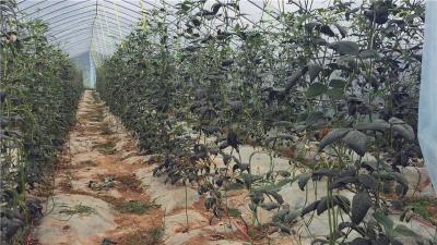 孝昌：食品快检走进田间地头，从源头保证舌尖上的安全