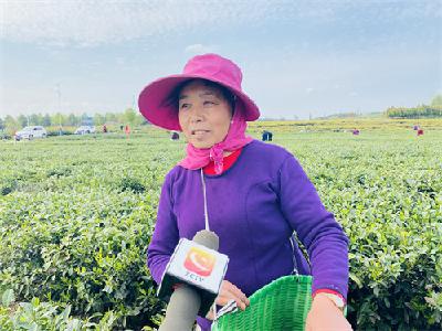 管维达：做强茶产业，引领致富路！