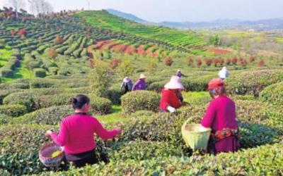 采摘春茶忙