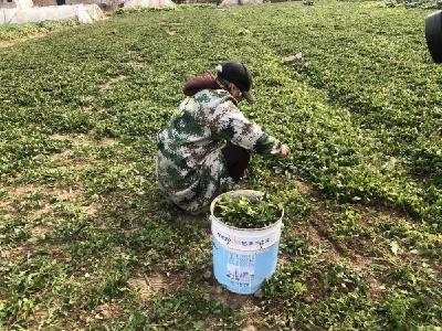 孝昌县市场监管局助推特色产品申报国家地理标志