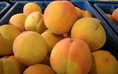 观音湖区：黄桃进入成熟季 尝鲜采摘正当时