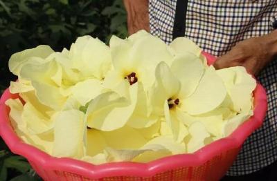 孝昌：黄蜀葵开出致富花