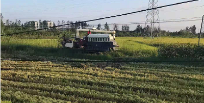 防疫不误农时 白沙镇确保疫情防控和水稻收割两不误