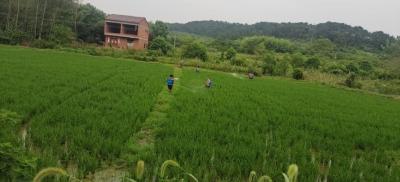 孝昌邹岗：全力防治病虫害 确保水稻夺丰收 