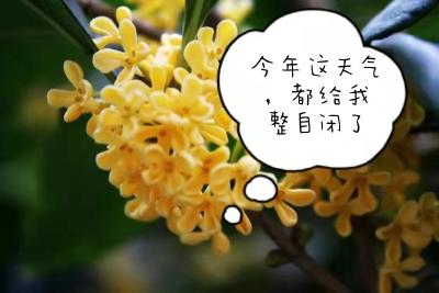 孝昌那些被天气整“自闭”了的桂花，今年还有勇气开吗？