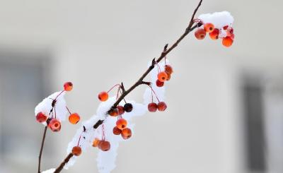 最新预报，孝感将迎大到暴雪！