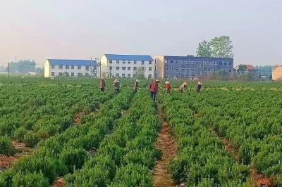 唱响富民歌！孝昌千亩迷迭香种出大产业！