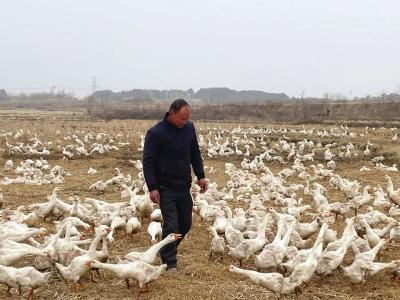 特色养殖接地气 产业发展促振兴
