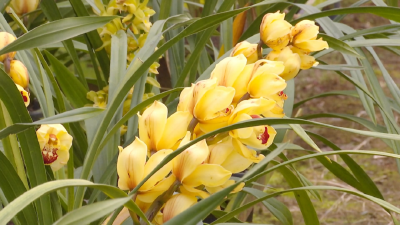 【新春走基层】周巷镇：春节兰花俏销 