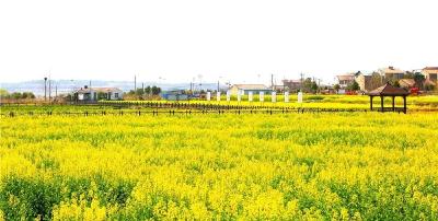 孝昌油菜花惊艳绽放，快来这里共赴春日里的“花海盛宴”！