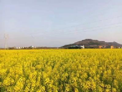 孝昌王店：万亩油菜花开  扮靓“农旅”融合路