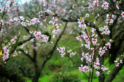 春色撩人！邂逅孝昌万亩“桃花源”！