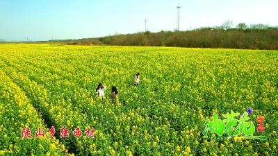 打卡春天！孝昌油菜花海美如画！