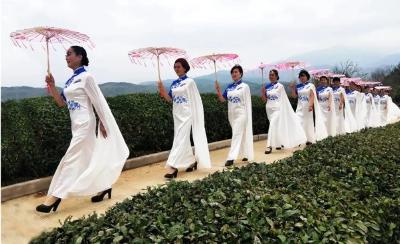 周巷镇：桃李芬芳映茶山，孝孟红生态观光茶园开园啦！