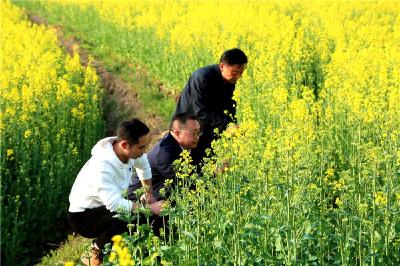 油菜花开引客来 农技专家助丰收