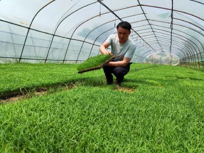 孝昌卫店：水稻种植全托管  农户乐当“甩手掌柜”