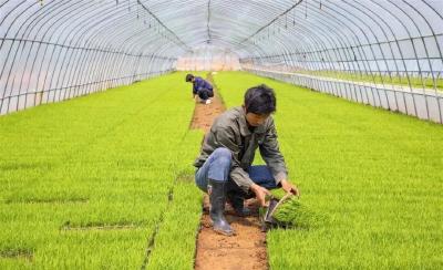 科技范十足！央视聚焦孝昌双鹏家庭农场！
