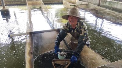 季店乡：小鱼苗“乘风破浪”，游出致富路