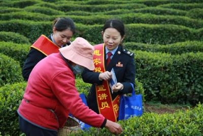 惠农税宣送“春风” 茶香溢满致富路