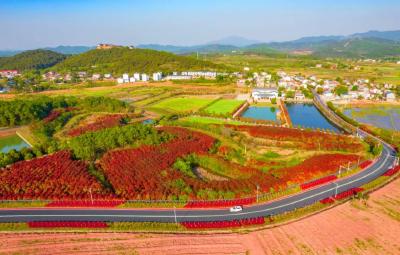 串珠成链！孝昌绿色产业路扮靓生态好风景！