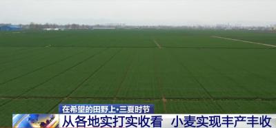 大国“粮”策｜落实多项关键措施 小麦实现丰产丰收