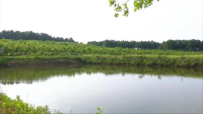 “金疙瘩”种出乡村致富梦