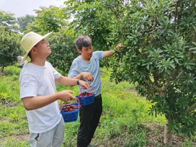 孝昌白沙：体验采摘乐趣，共享“梅”好时光~