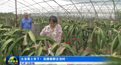 火龙果上市了！采摘尝鲜正当时～