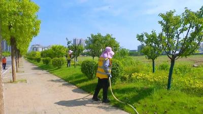 孝昌园林工人：用汗水“浇灌”城市绿荫