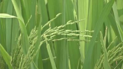 抗旱保丰收 中稻安全度夏 水肥管理要跟上