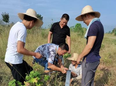 孝昌观音湖区：干群田间地头忙抗旱