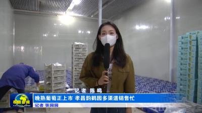 --晚熟葡萄正上市 孝昌韵鹤园多渠道销售忙