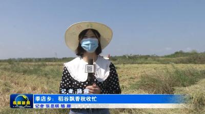 季店乡：稻谷飘香秋收忙