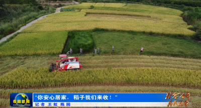 为“零”奋斗　为民坚守|“你安心居家，稻子我们来收！”