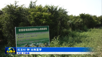 红豆杉“种”出致富梦