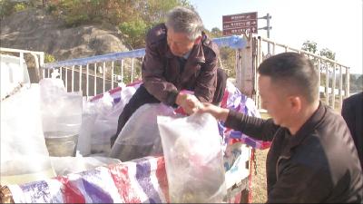 增殖放流 万尾鱼苗跃入观音湖
