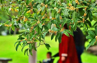 孝昌的秋天，隔着屏幕都能闻到桂花香！