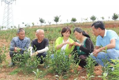 湖北省“人民满意的公务员”龙琴兰：巾帼担重担 赢得一片赞